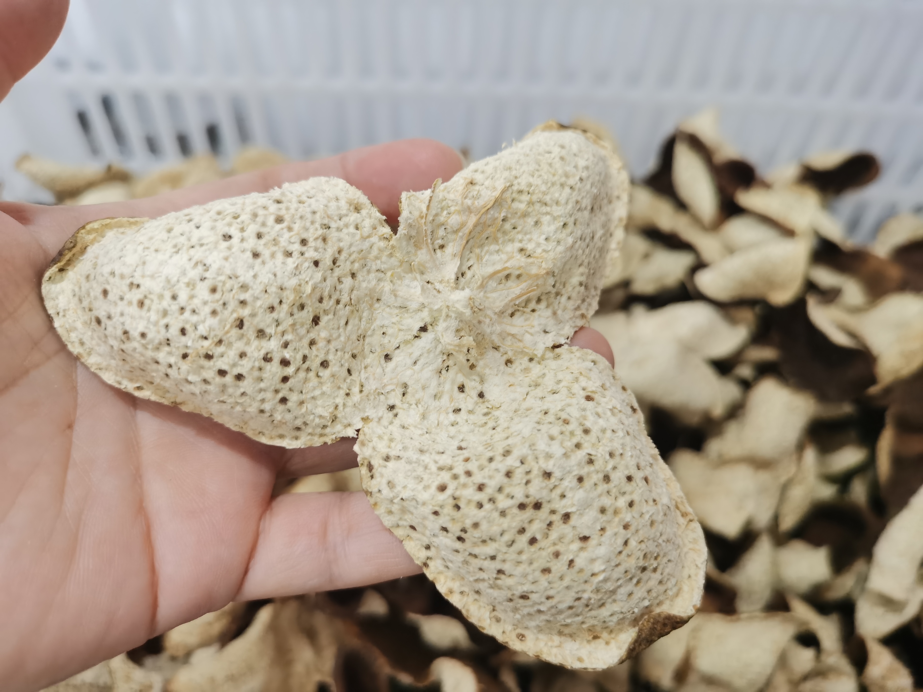 2023年梅江大红皮