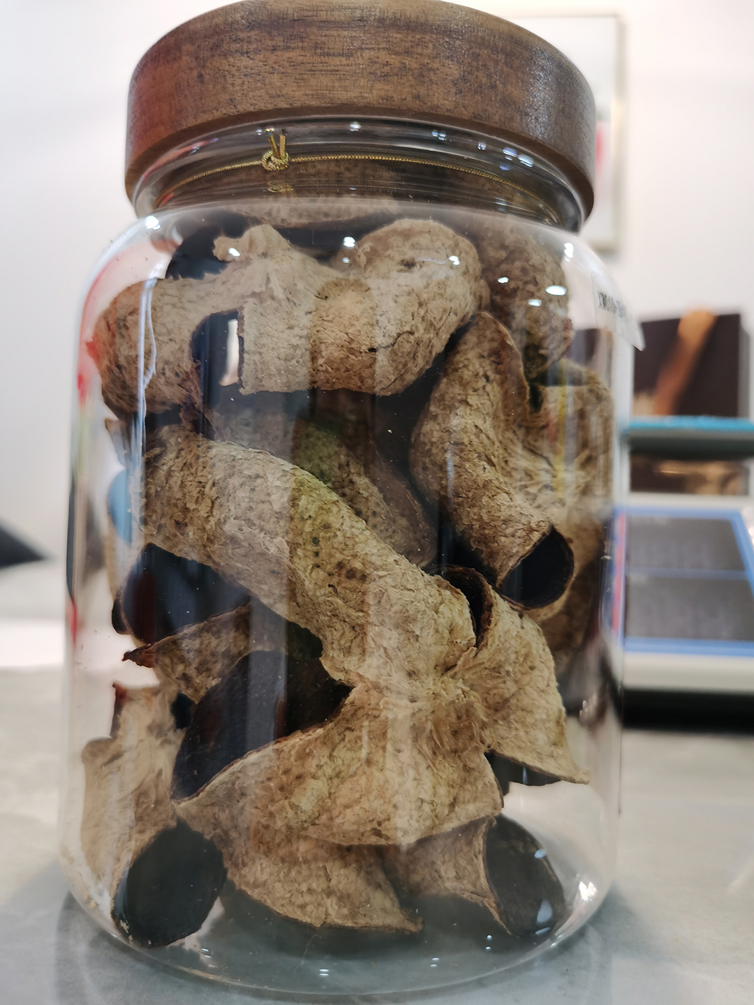 2017年驳枝冬后陈皮